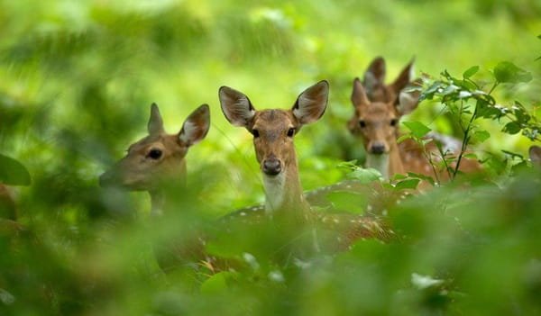Barnawapara Wildlife Sanctuary, Chhattisgarh