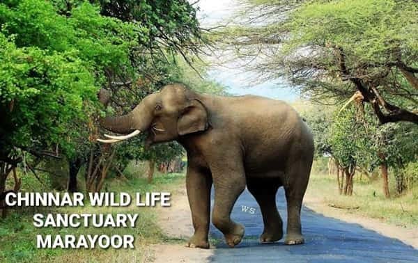 Chinnar Wildlife Sanctuary, Munnar: Timings, Ticket Price, How To Reach, Best Time to Visit