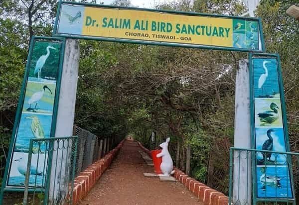 Dr Salim Ali Bird Sanctuary, Goa