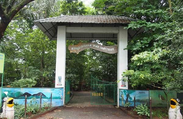 Mangalavanam Bird Sanctuary, Kochi (1)