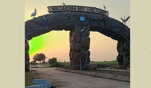 Nal Sarovar Bird Sanctuary, Ahmedabad: Timings, Ticket Price, How To Reach, Best Time to Visit