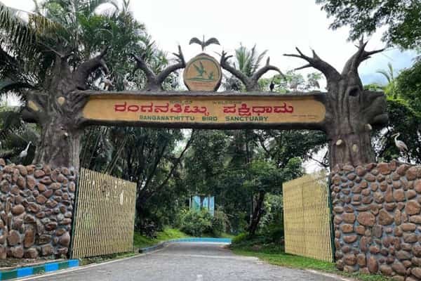 Ranganathittu Bird Sanctuary, Mysuru: Timings, Ticket Price, How To Reach, Best Time to Visit
