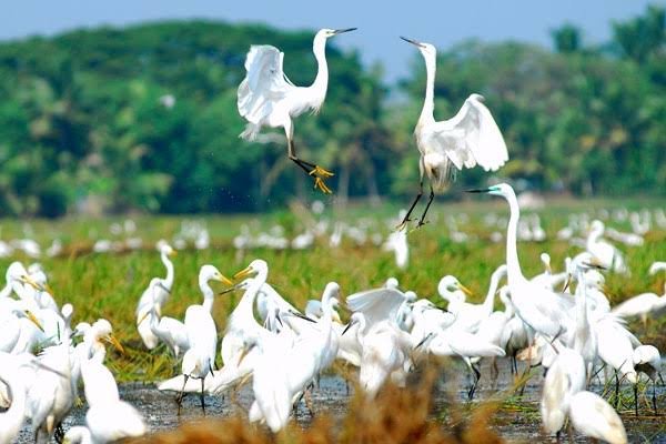 Kumarakom Bird Sanctuary, Kottayam: Timings, Ticket Price, How To Reach, Best Time to Visit