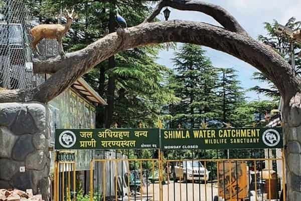 Shimla Water Catchment Wildlife Sanctuary, Himachal Pradesh