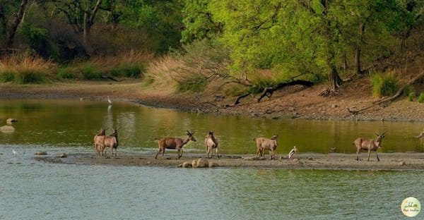Shoolpaneshwar Wildlife Sanctuary, Gujarat