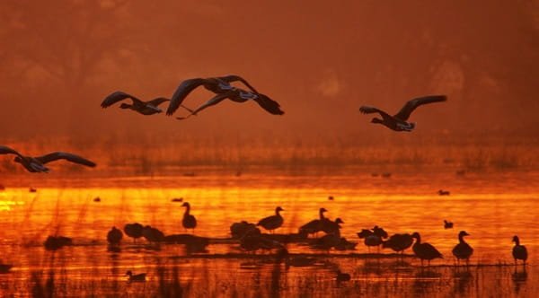Sultanpur National Park, Haryana
